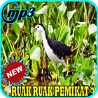 Suara Burung Ruak Ruak Mp3 أيقونة