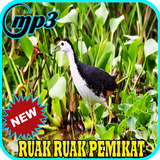 Suara Burung Ruak Ruak Mp3 biểu tượng