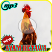Suara Masteran Ayam Ketawa Juara Mp3