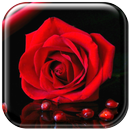 バラライブ壁紙 APK