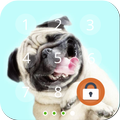 Fluffy Pug Lock Screen
