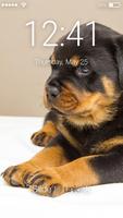 Smart Rottweiler Dog Little Puppies Screen Lock poster