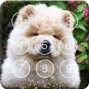Cute Puppies Chow Chow Dog Screen Lock APK
