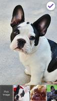 Cute French Bulldog Dog Puppy Screen Lock 海报