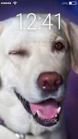 Golden Labrador Retriever Dog Puppies Screen Lock-poster