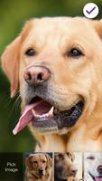 Golden Labrador Retriever Dog Puppies Screen Lock स्क्रीनशॉट 2