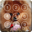 Pomeranian Spitz Cute Dog Screen Lock