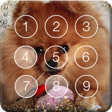 Pomeranian Spitz Cute Dog Screen Lock icon
