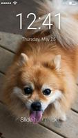 Pomeranian Spitz Cute Dog Screen Lock Affiche