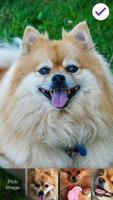 Pomeranian Spitz Cute Dog Screen Lock screenshot 2