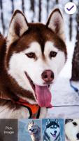 Smart Nice Siberian Husky Screen Lock-poster