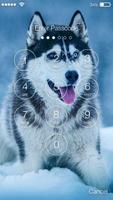 Smart Nice Siberian Husky Screen Lock screenshot 2