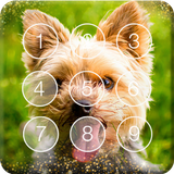 Yorkshire Puppies Lovely Smart Little Screen Lock-icoon