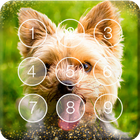 Yorkshire Puppies Lovely Smart Little Screen Lock icône