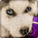 Puppy Husky Cute Wallpapers Screen PIN Lock APK