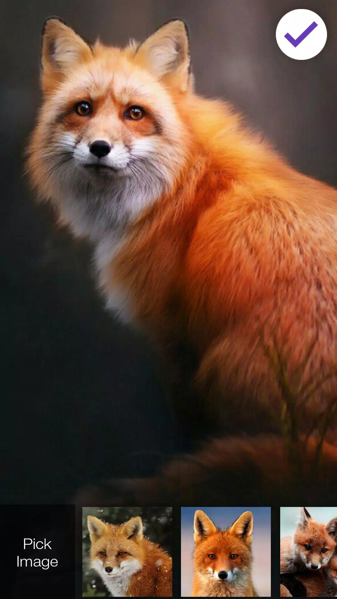 Cute Fox Lock Screen Security APK for Android Download