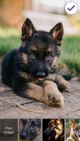 German Shepherd Dog Breed App Lock syot layar 2