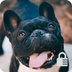 French Bulldog Dog Screen Lock