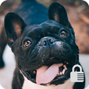 French Bulldog Dog Screen Lock APK