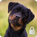 Rottweiler Dog Puppy Cute Lock App APK