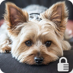 Yorkshire Terrier Puppy Dog Lock App APK