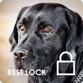 Dark Black Labrador Retriever Wallpapers AppLock