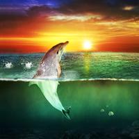 Morze Delfin Tapety Na Żywo plakat