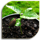 Seeds - Planting (Guide) APK