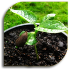 Seeds - Planting icon