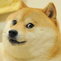 Magical Dog