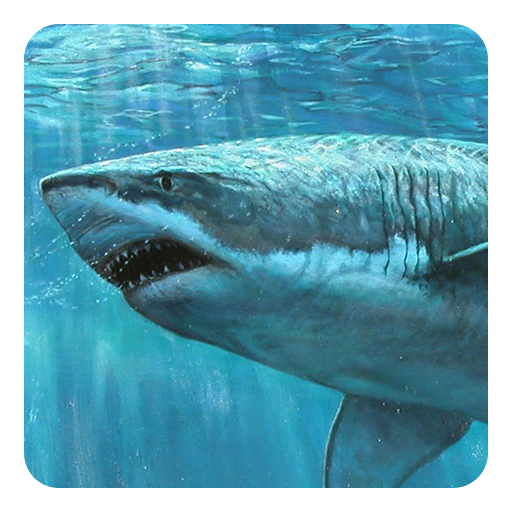 Shark 3D Live Wallpaper