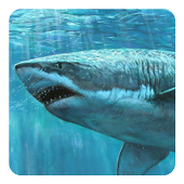 Requin 3D Fond Animé icon
