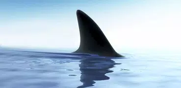 Shark Live Wallpaper