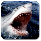 Shark Live Wallpaper icon