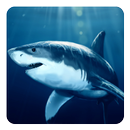 Cá mập hình nền sống APK