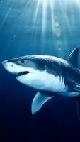 Shark  Live Wallpaper پوسٹر