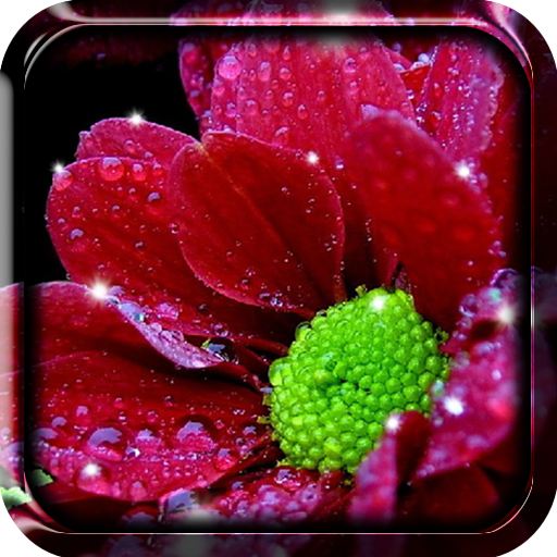 Shiny Flowers Live Wallpaper
