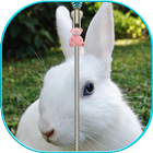 Cute  Bunny Zip Unlock ikona