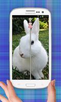 Cute Bunny Zip Entsperren Plakat