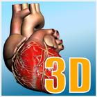 Explore heart in 3D icon