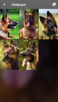German Shepherd Dog Pattern Lock Screen ảnh chụp màn hình 3