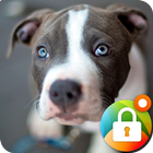 Pitbull Nice Dogs Wallpaper Lock Screen ikona