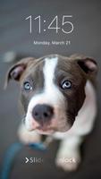 Pitbull Nice Dogs Wallpaper Lock Screen plakat