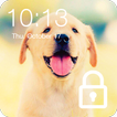 Labrador Dog Domestic Pet Lock Screen Password