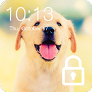 APK Labrador Dog Domestic Pet Lock Screen Password