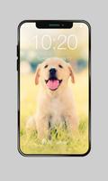 Labrador Dog Domestic Pet Lock Screen Password โปสเตอร์