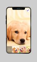 Labrador Dog Domestic Pet Lock Screen Password اسکرین شاٹ 1