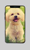 برنامه‌نما Labrador Dog Domestic Pet Lock Screen Password عکس از صفحه