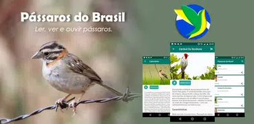 Aves de Brasil