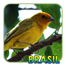 Pássaros Do Brasil APK